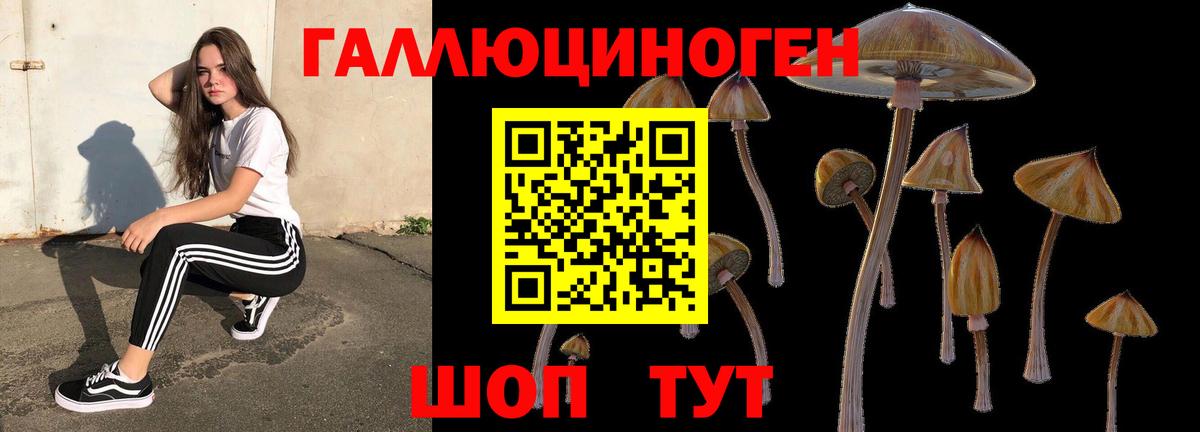 Галлюциногенные грибы Psilocybe Протвино